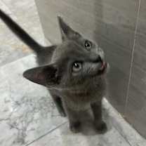 Thumbnail photo of Cosmo #3