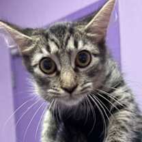 Thumbnail photo of 59394043 #1