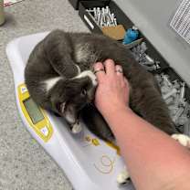 adopt a pet