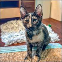 Thumbnail photo of Moe #1