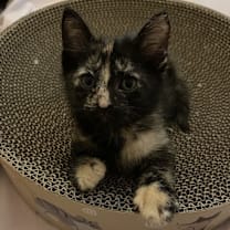 Thumbnail photo of Moe #2