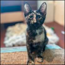 Thumbnail photo of Moe #3