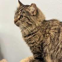 Thumbnail photo of Pippa #3