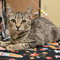 Thumbnail photo of Starla #2