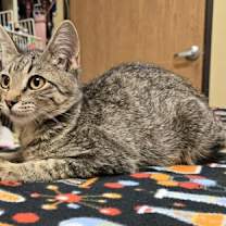 Thumbnail photo of Starla #3