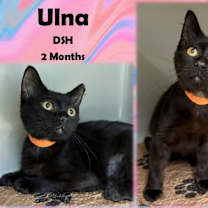 Thumbnail photo of Ulna #1