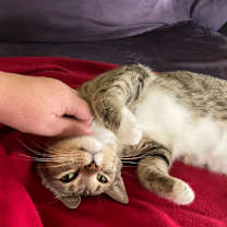 Thumbnail photo of Nora Cora #1