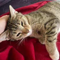 Thumbnail photo of Nora Cora #4