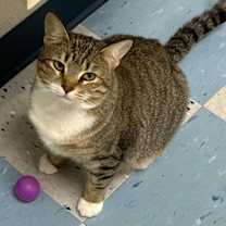 Thumbnail photo of Caprese #2