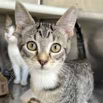 Thumbnail photo of Astro #3