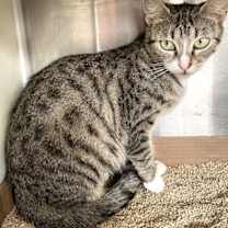 Thumbnail photo of Alice #3