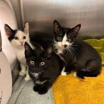 Thumbnail photo of Queens #2