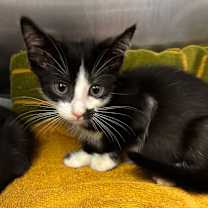 Thumbnail photo of Queens #3