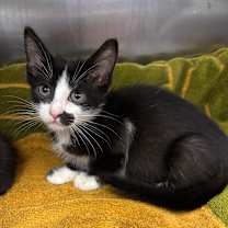 Thumbnail photo of Queens #4