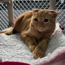 Thumbnail photo of Joker #2