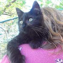 Thumbnail photo of Mary Shelley #4