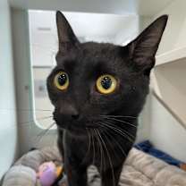 adopt-pet