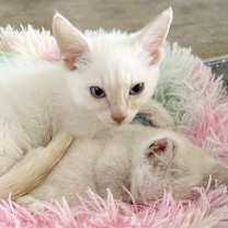 Thumbnail photo of Flash & MrKitty #1