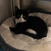 Thumbnail photo of Pixie #1