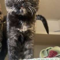 Thumbnail photo of Koa #1