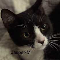 Thumbnail photo of Jasper #1