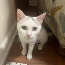 Thumbnail photo of Caraway #3