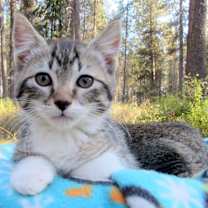 Thumbnail photo of Sean & Serena Lovable Kittens! #2