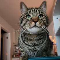 Thumbnail photo of Johnny #1