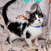 Thumbnail photo of Flip Flop #1