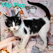 Thumbnail photo of Flip Flop #2