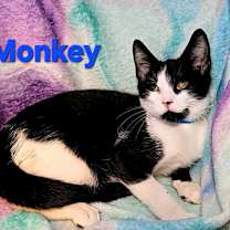Thumbnail photo of Monkey #1