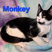 Thumbnail photo of Monkey #2