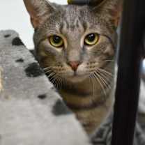 Thumbnail photo of Melondo #1