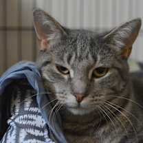 Thumbnail photo of Melondo #2