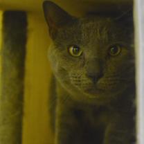 Thumbnail photo of Atlas #2