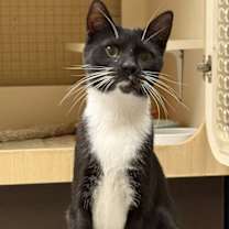 Thumbnail photo of Ha'lia Napa Petco #2