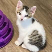 Thumbnail photo of Earl #2