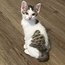 Thumbnail photo of Earl #3