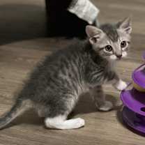 Thumbnail photo of Duke #1