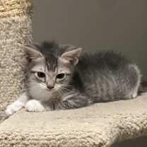 Thumbnail photo of Duke #3