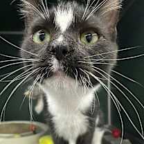 Thumbnail photo of Panda #3