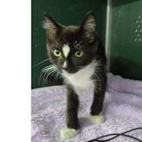 Thumbnail photo of Panda #4