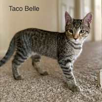 Thumbnail photo of Taco Belle #1