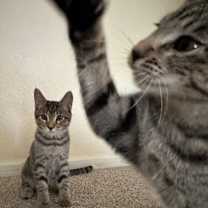 Thumbnail photo of Taco Belle #2