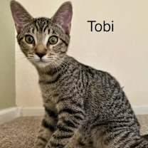 Thumbnail photo of Tobi #1