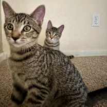 Thumbnail photo of Tobi #2