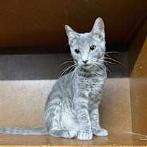 Thumbnail photo of Leif #2