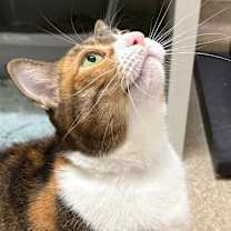 Thumbnail photo of Gracie #4