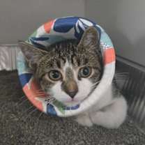 Thumbnail photo of Spirit Halloween #1