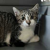 Thumbnail photo of Spirit Halloween #2